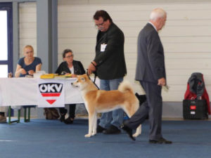 cacib oberwart 2017